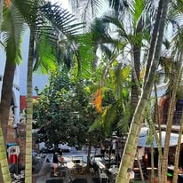 Palmeras dentro de GHGYM